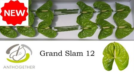 Green Anthurium Grand Slam Cut Flowers – 35cm Stems