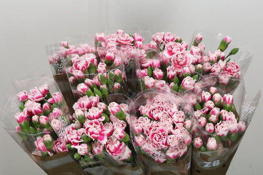 Spray Carnation - Dianthus - Cherry Tessino