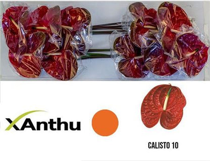 Anthurium Calisto