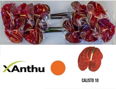 Anthurium Calisto