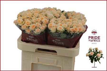 Spray Rose Trinity