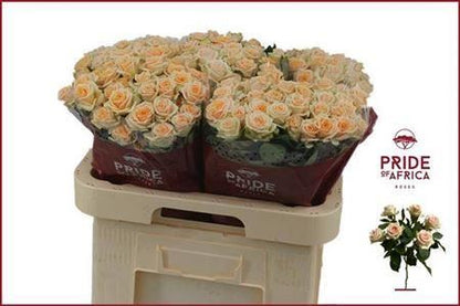 Spray Rose Trinity