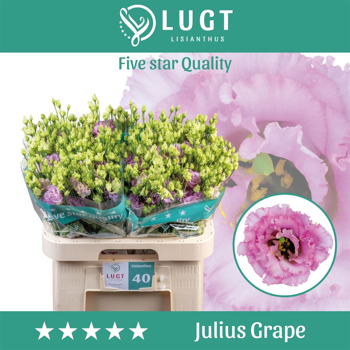 Eustoma Julius Grape