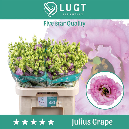Eustoma Julius Grape