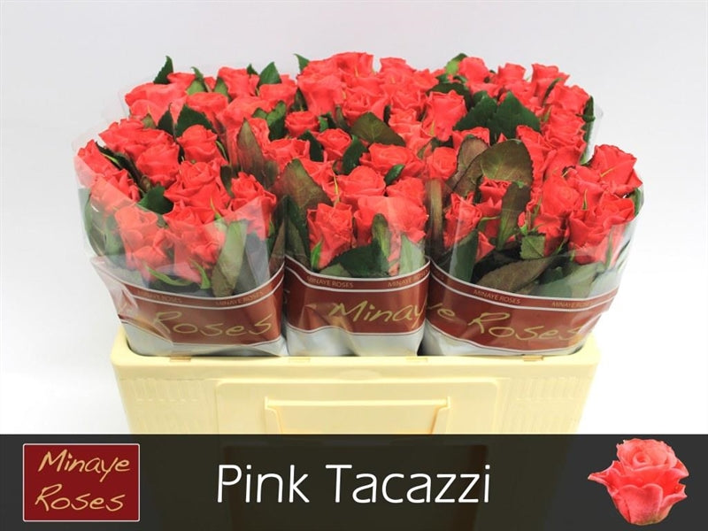 FeedSync:wholesale:e06fc5127fc3f61ee4fa512aa2ed8da302132464