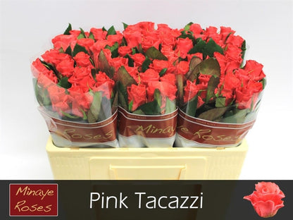 FeedSync:wholesale:e06fc5127fc3f61ee4fa512aa2ed8da302132464