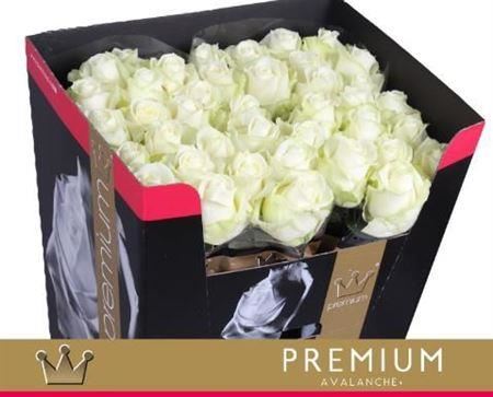 FeedSync:wholesale:74cb591a6769a9462c1786f69b9166720d9a559b