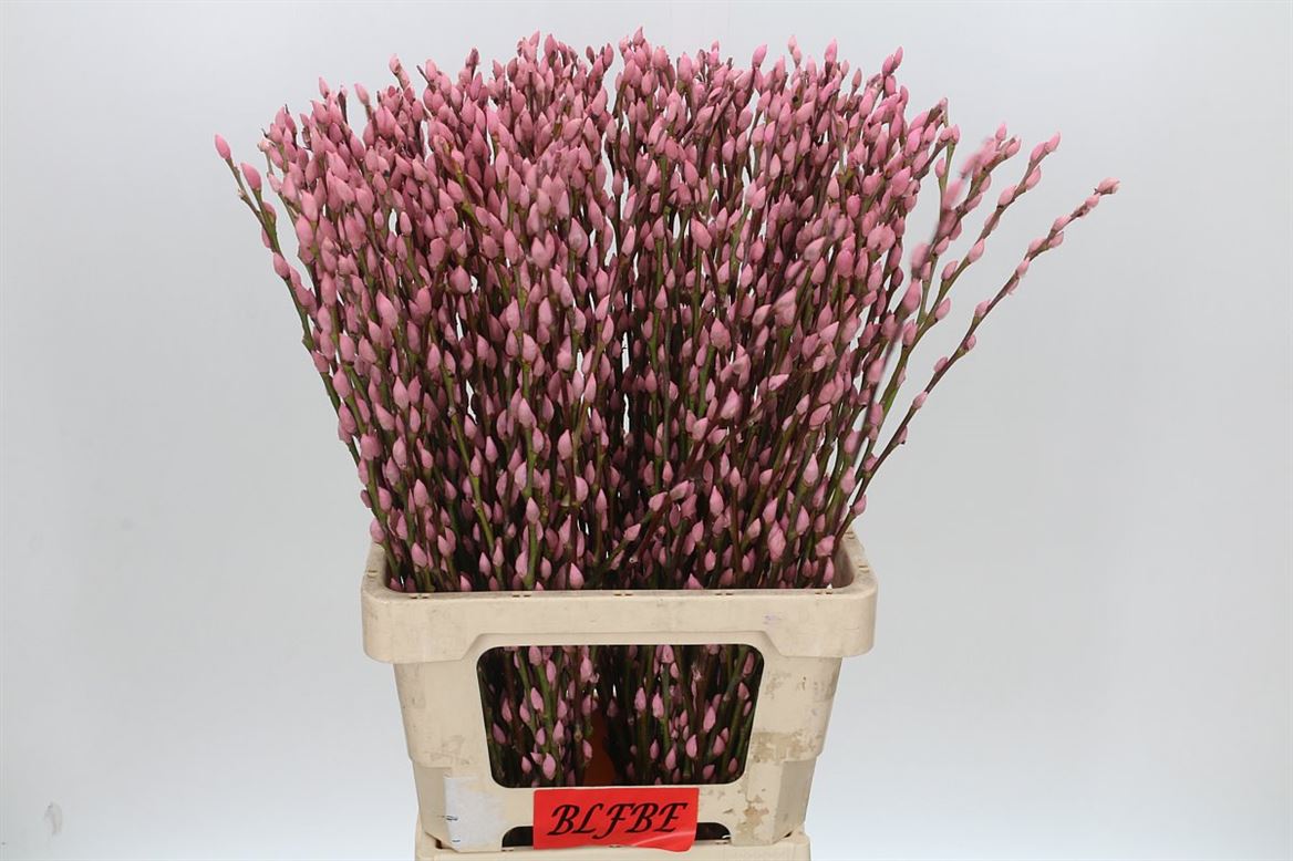 FeedSync:wholesale:07f7e12a15574ffdcb45fea4a5b643c5b99735f9