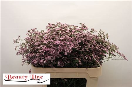 FeedSync:wholesale:ac373197723f842a8ae9861049cc0238e93eb337