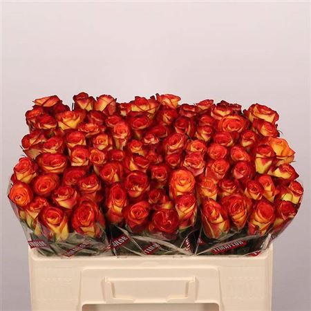 Rose Firefox