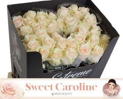 Rose - Rosa - Sweet Caroline