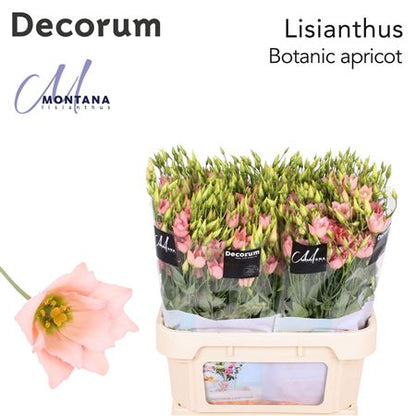 Apricot Lisianthus ‘Macherie’ – 70cm Stems