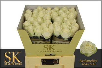 FeedSync:wholesale:93bade8210a0200070b7a8c2665142380f4a7b6c