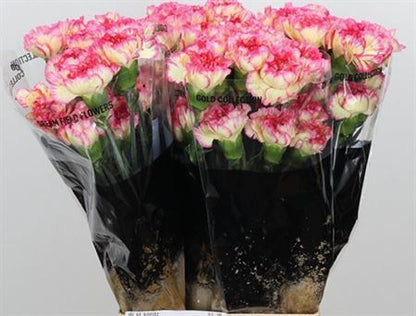 Carnation Standard Spritz