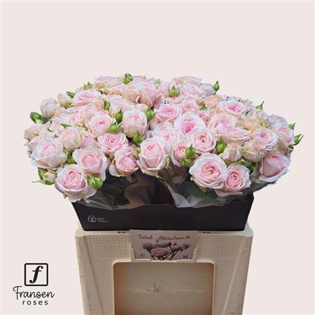 FeedSync:wholesale:b2d72e8abc89e607c39aabd3b9295e0ec8cd6981