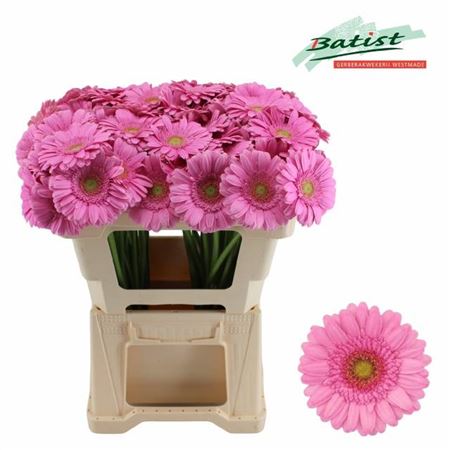 Pink Germini ‘Kirstey’ – 50cm Stems