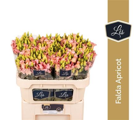 Eustoma Falda Apricot