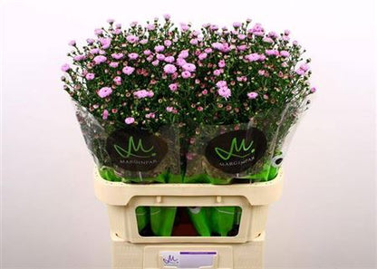 Double Purple Aster ‘Nachtvlinder Ivon’ – 80cm Stems