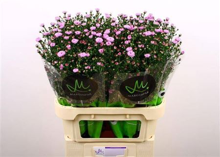 FeedSync:wholesale:6e582fa3f0223905dd26811f826d49e4a4c745ca