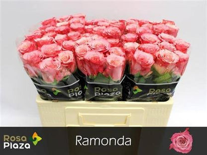 FeedSync:wholesale:e6b60530f5f74a8e93916c36e5aa817656cf71d4