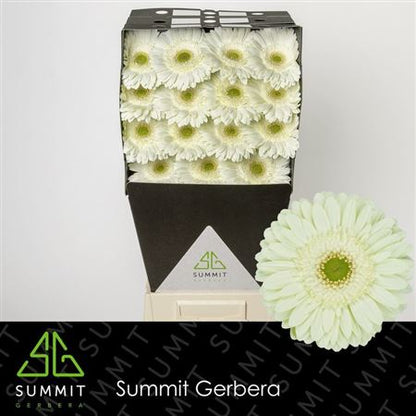 Gerbera - Flosminty