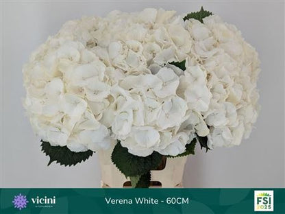 Hydrangea Verena White (10 Stems)