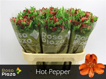 Alstroemeria Hot Pepper