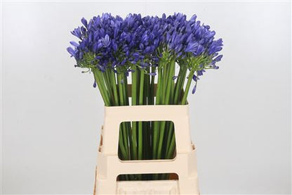 FeedSync:wholesale:25a418a062ce168205cbcf982101ce631ada226f