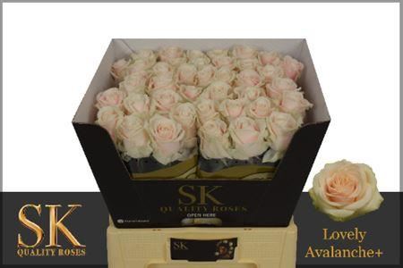 Rose Avalanche Lovely (20 Stems)