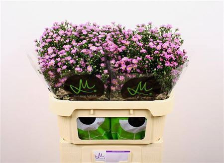 FeedSync:wholesale:d8ff49dff4f8bde2c731817486c32b9c4870a7e0