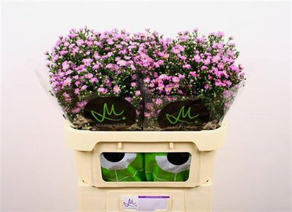 FeedSync:wholesale:d8ff49dff4f8bde2c731817486c32b9c4870a7e0