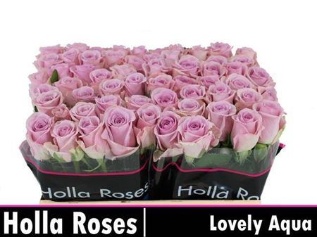 Rose Lovely Aqua!
