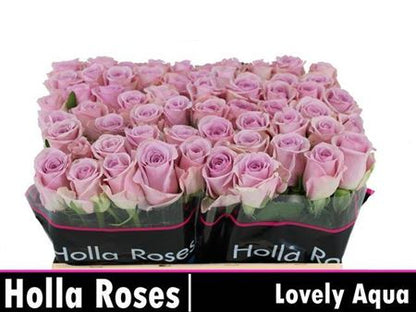Rose Lovely Aqua!