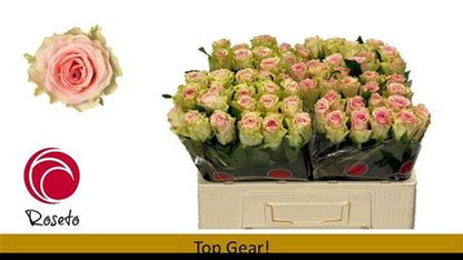 Rose - Rosa - Top Gear