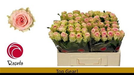 Rose - Rosa - Top Gear