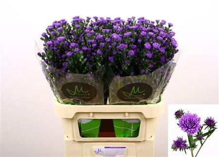 Aster - Dark Milka