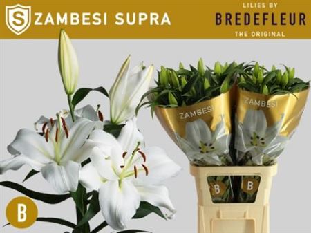Lily Zambesi (OR) (10 Stems)