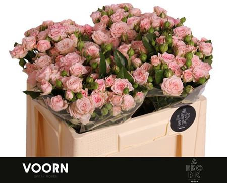 Voorn Spray Rose Aerobic (10 Stems)