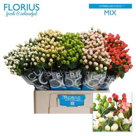 FeedSync:wholesale:0f9332ce511b23bbbd3f491777ebed720750be16