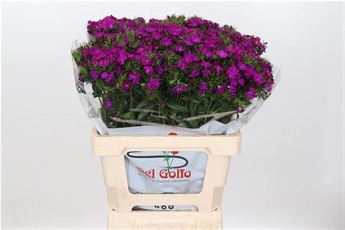 FeedSync:wholesale:6b2b8e9c059ba2f7d2b156cfa07a9330e04aedb8
