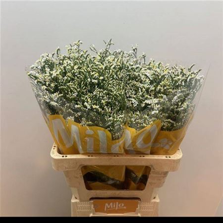 FeedSync:wholesale:3d0fbb64d388abb92892fd96b9e262ed7e6d2366