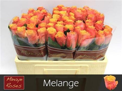 FeedSync:wholesale:3292e385a21cd5d5bed9570db64453227e8b6c3f