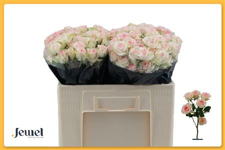 FeedSync:wholesale:7d80596795dee2e8590bfc37ec942f77c4660210