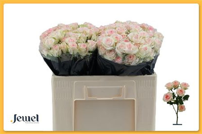 FeedSync:wholesale:7d80596795dee2e8590bfc37ec942f77c4660210