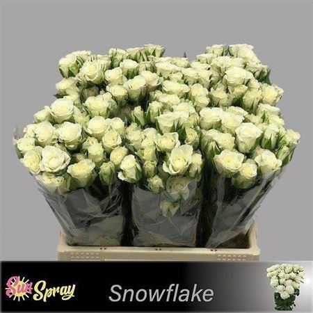 FeedSync:wholesale:43973ee02e3ce6b048b7266507c8657f699abfa5