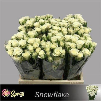 FeedSync:wholesale:43973ee02e3ce6b048b7266507c8657f699abfa5