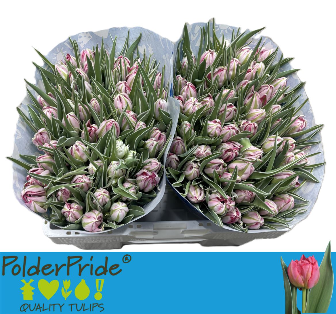 FeedSync:wholesale:df87b2b1963624cc9a424344210a7f35ce2546bb
