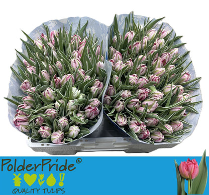 FeedSync:wholesale:df87b2b1963624cc9a424344210a7f35ce2546bb