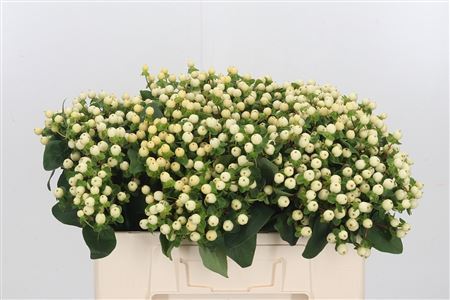 Hypericum - Hypericum inodorum - Kolmagiwhip