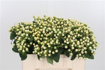 Hypericum - Hypericum inodorum - Kolmagiwhip